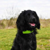 Six Peaks LED Dog Collar Light